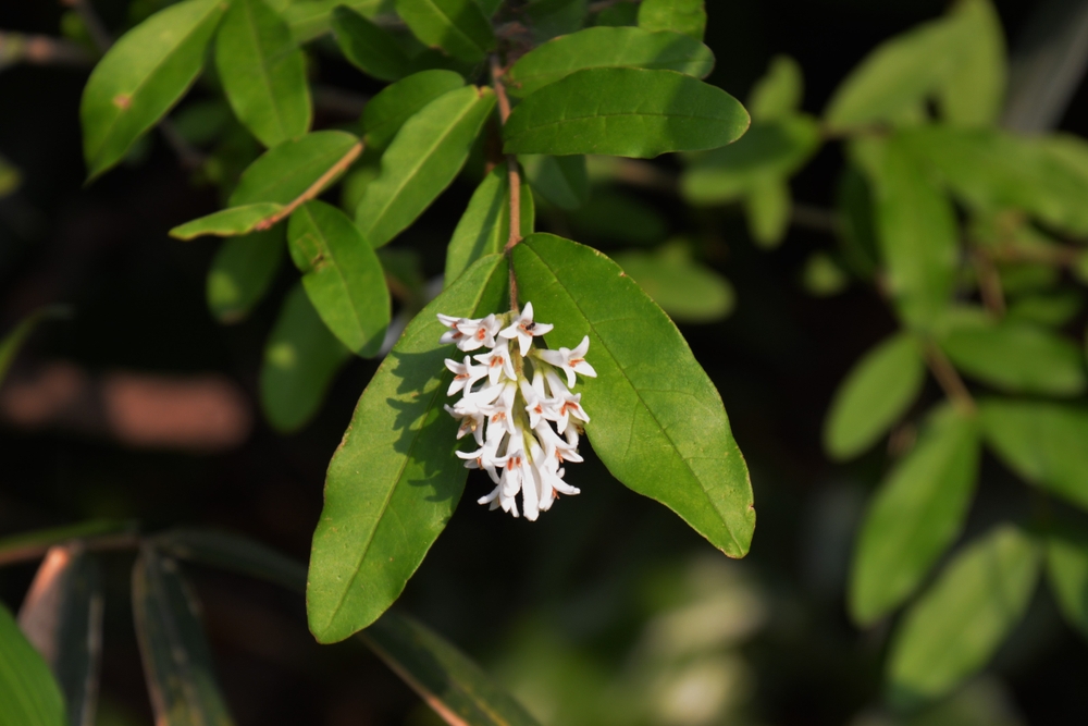 liguster-op-stam-ligustrum-japonicum-bestellen-bezorgen