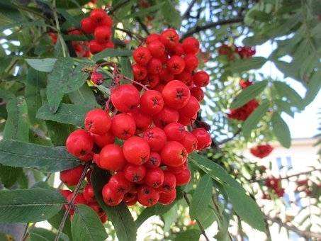 lijsterbes-boomvorm-sorbus-aucuparia-bestellen-bezorgen