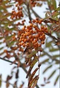 lijsterbes-sorbus-arnoldiana-schouten-bestellen-bezorgen