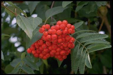 lijsterbes-sorbus-auc-sheerwater-seedling-bestellen-bezorgen