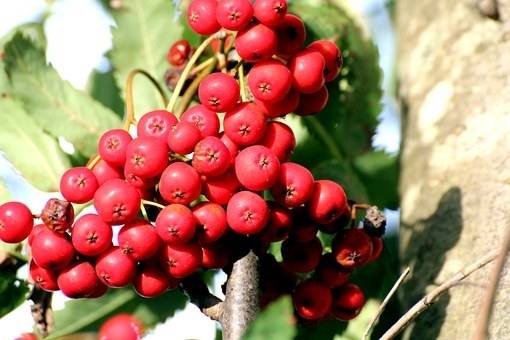 lijsterbes-sorbus-aucuparia-rossica-major-bestellen-bezorgen