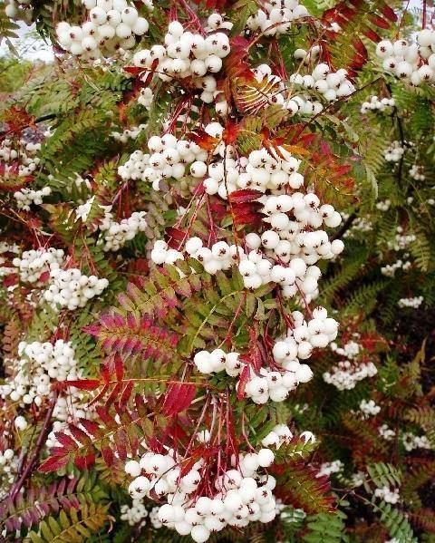 lijsterbes-sorbus-hupehensis-bestellen-bezorgen