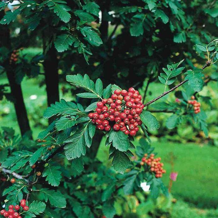 lijsterbes-sorbus-intermedia-brouwers-bestellen-bezorgen