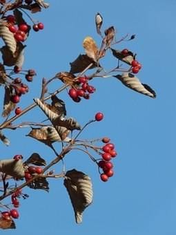 lijsterbes-sorbus-latifolia-henk-vink-bestellen-bezorgen