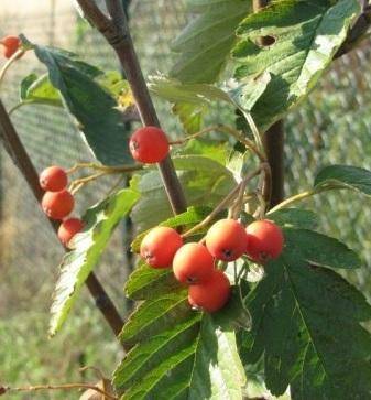 lijsterbes-sorbus-thuringiaca-fastigiata-bestellen-bezorgen