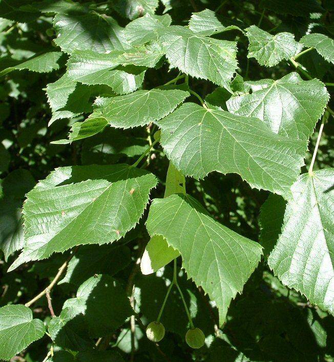 linde-dakboom-tilia-europea-pallida-bestellen-bezorgen