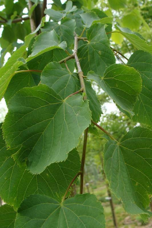 linde-tilia-cordata-greenspire-bestellen-bezorgen