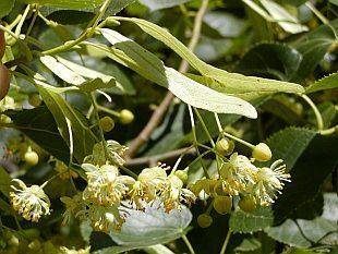 linde-tilia-euchlora-bestellen-bezorgen