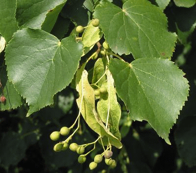 lindeboom-tilia-cordata-bestellen-bezorgen