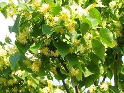 lindeboom-tilia-cordata-erecta-bestellen-bezorgen