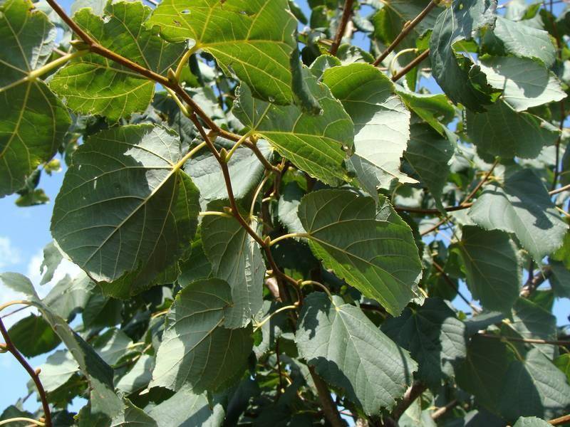 lindeboom-tilia-cordata-rancho-bestellen-bezorgen