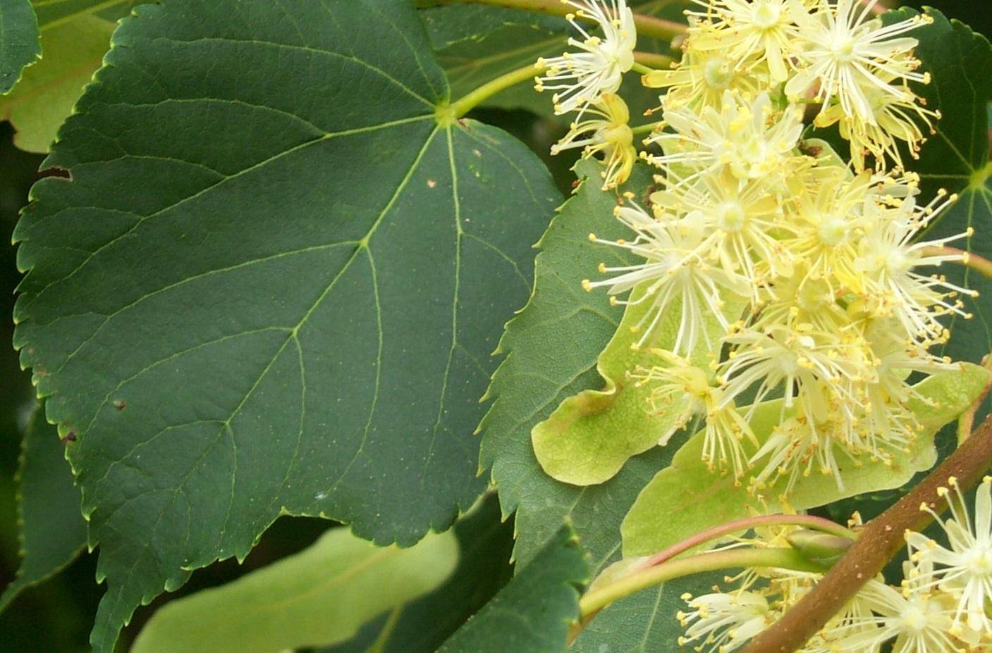 lindeboom-tilia-cordata-roelvo-bestellen-bezorgen