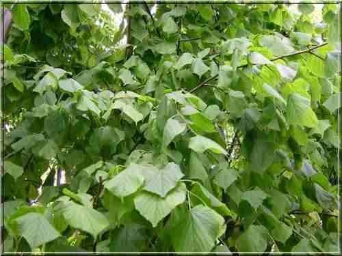 lindeboom-tilia-europaea-pallida-bestellen-bezorgen