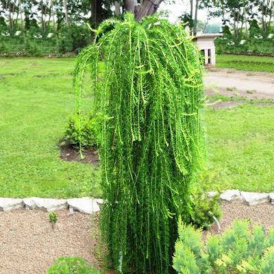 lork-op-stam-larix-decidua-puli-bestellen-bezorgen