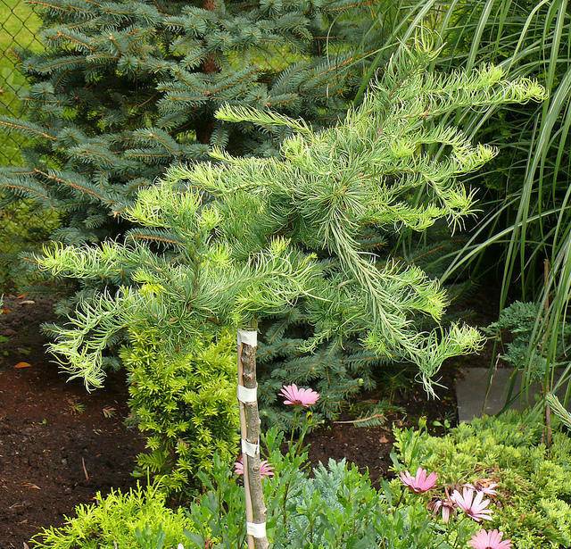 lork-op-stam-larix-kaempferi-diana-bestellen-bezorgen