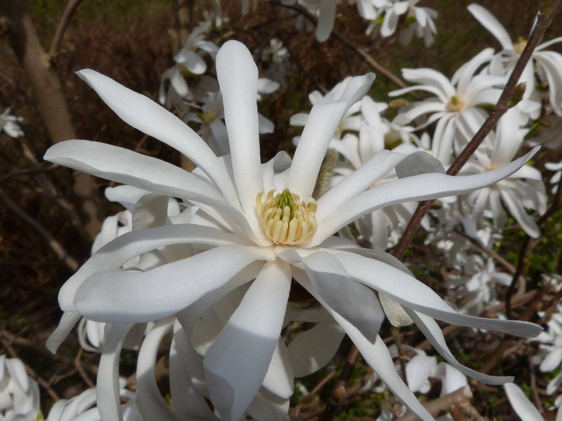 magnolia-boomvorm-magnolia-stellata--bestellen-bezorgen