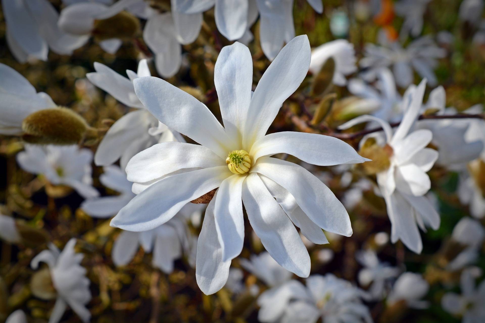 magnolia-op-stam-magnolia-stellata-stam-bestellen-bezorgen