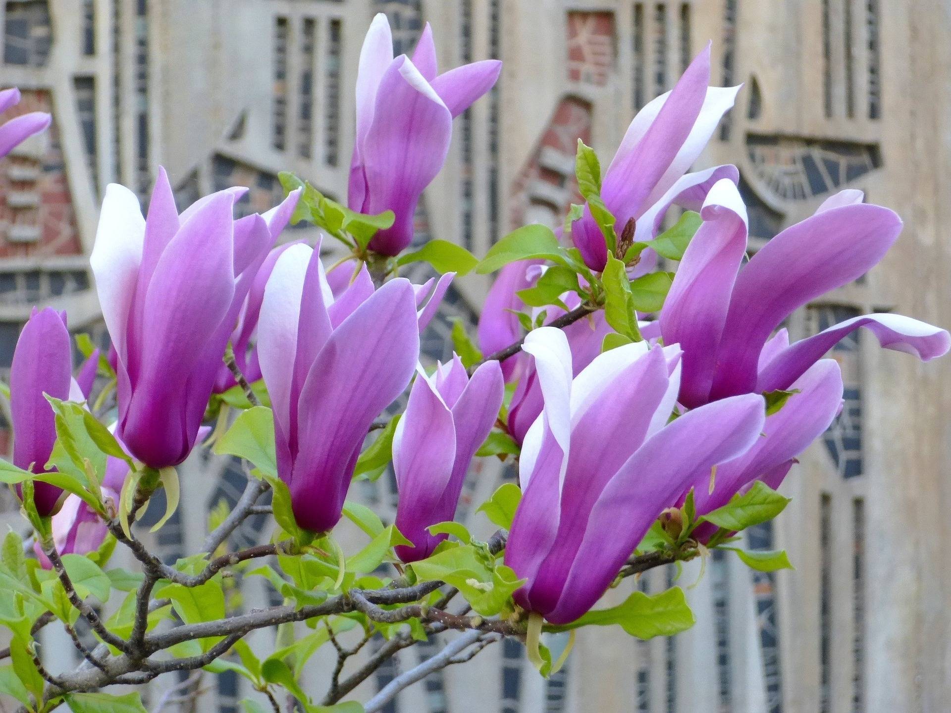 magnolia-op-stam-magnolia-susan-bestellen-bezorgen