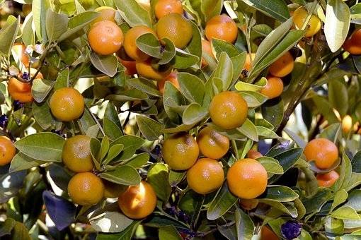 manderijneboom-citrus-nobilis-mandarijn-bestellen-bezorgen