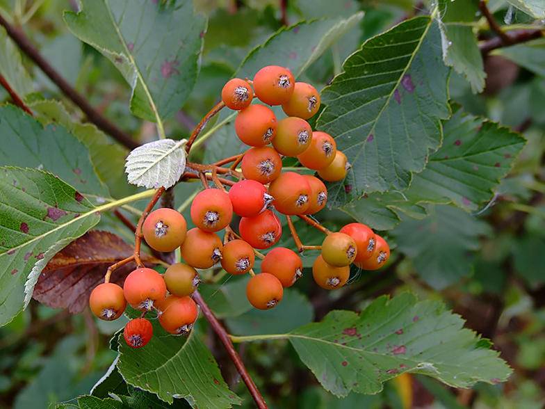 meelbes-sorbus-aria-bestellen-bezorgen