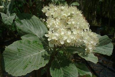 meelbes-sorbus-aria-magnifica-bestellen-bezorgen