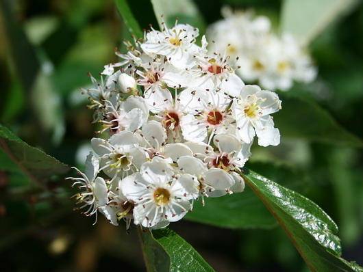 meidoorn-boom-crataegus-laevallei-carrierei-bestellen-bezorgen