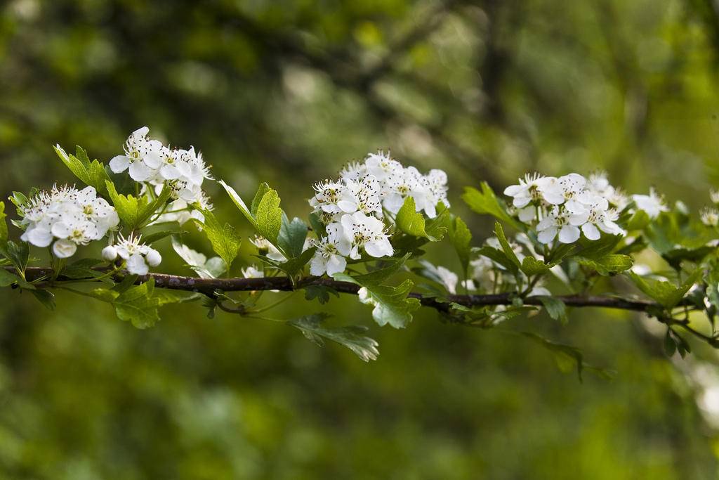 meidoorn-op-stam-crataegus-monogyna-compacta-bestellen-bezorgen