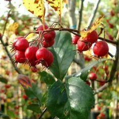 meidoorn-op-stam-crataegus-prunifolia-splendens-bestellen-bezorgen