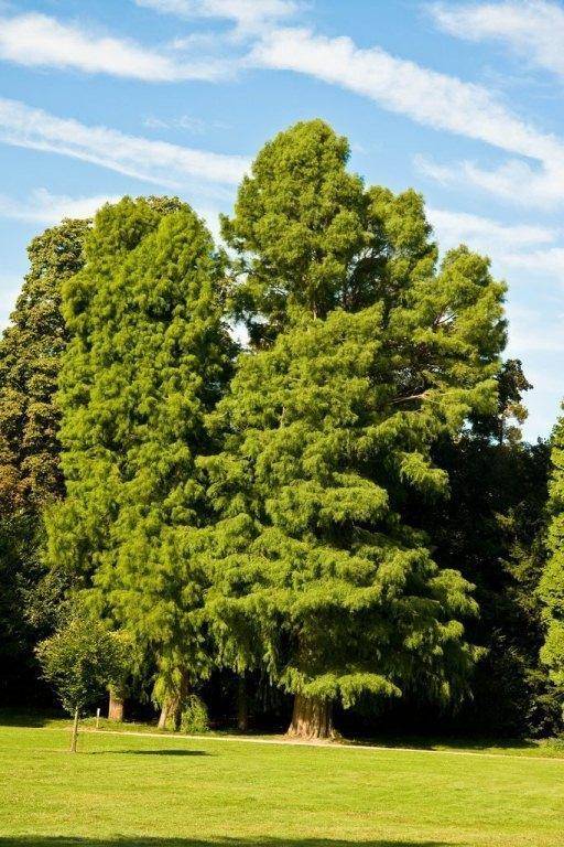 moerascypres-taxodium-distichum-bestellen-bezorgen