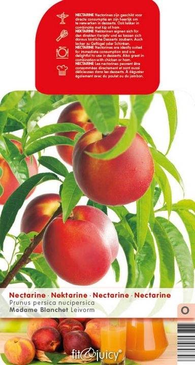 nectarine-leiboom-prunus-persica-leivorm-bestellen-bezorgen