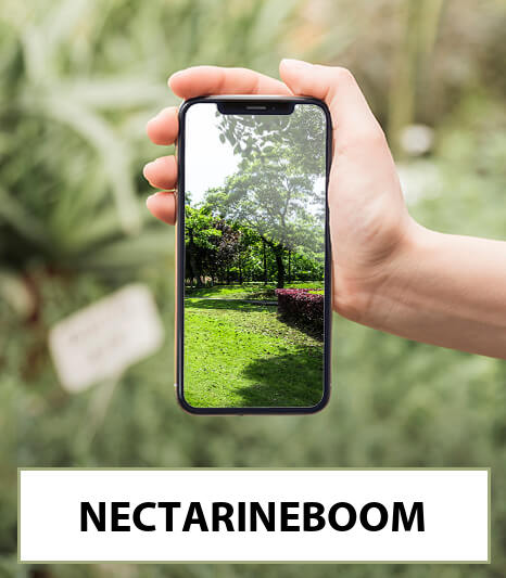 nectarineboom-bestellen-bezorgen