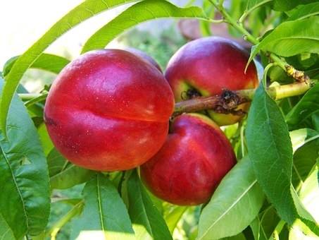 nectarineboom-prunus-persica-madame-blanchet-bestellen-bezorgen