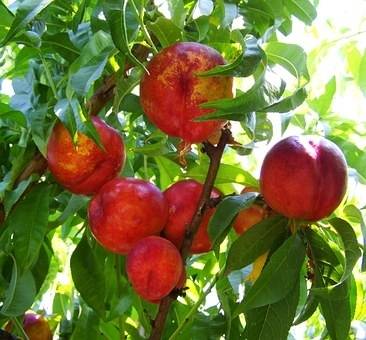 nectarineboom-prunus-persica-rubygold-bestellen-bezorgen