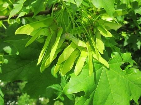 noorse-esdoorn-acer-platanoides-bestellen-bezorgen