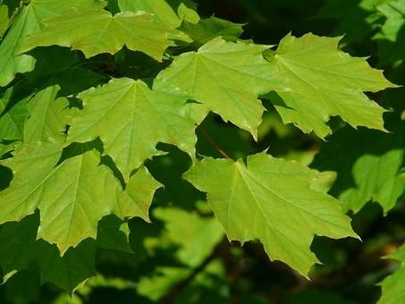 noorse-esdoorn-acer-platanoides-cleveland-bestellen-bezorgen