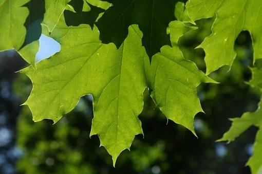 noorse-esdoorn-acer-platanoides-columnare-bestellen-bezorgen