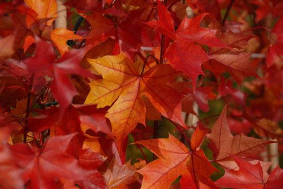 noorse-esdoorn-acer-platanoides-fairview-bestellen-bezorgen