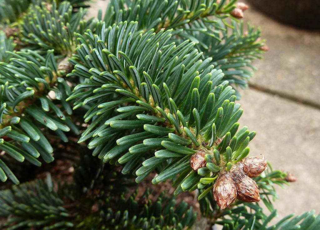 nordman-spar-abies-nordmanniana-bestellen-bezorgen