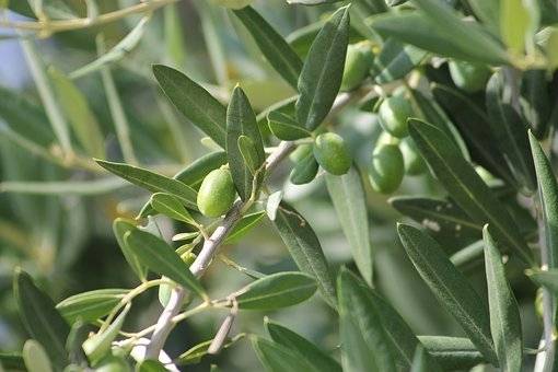 olijfboom-olea-europaea-bestellen-bezorgen
