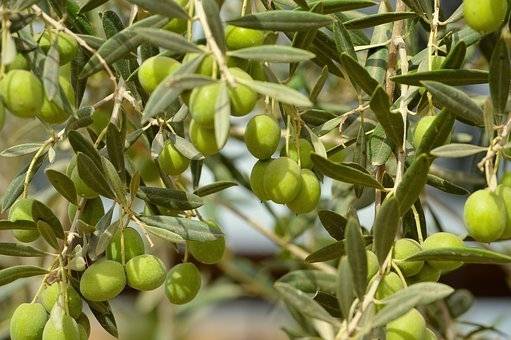 olijfboom-op-stam-olea-europaea-bestellen-bezorgen