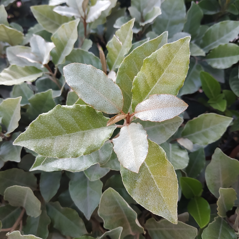 olijfwilg-op-stam-elaeagnus-ebbingei-bestellen-bezorgen