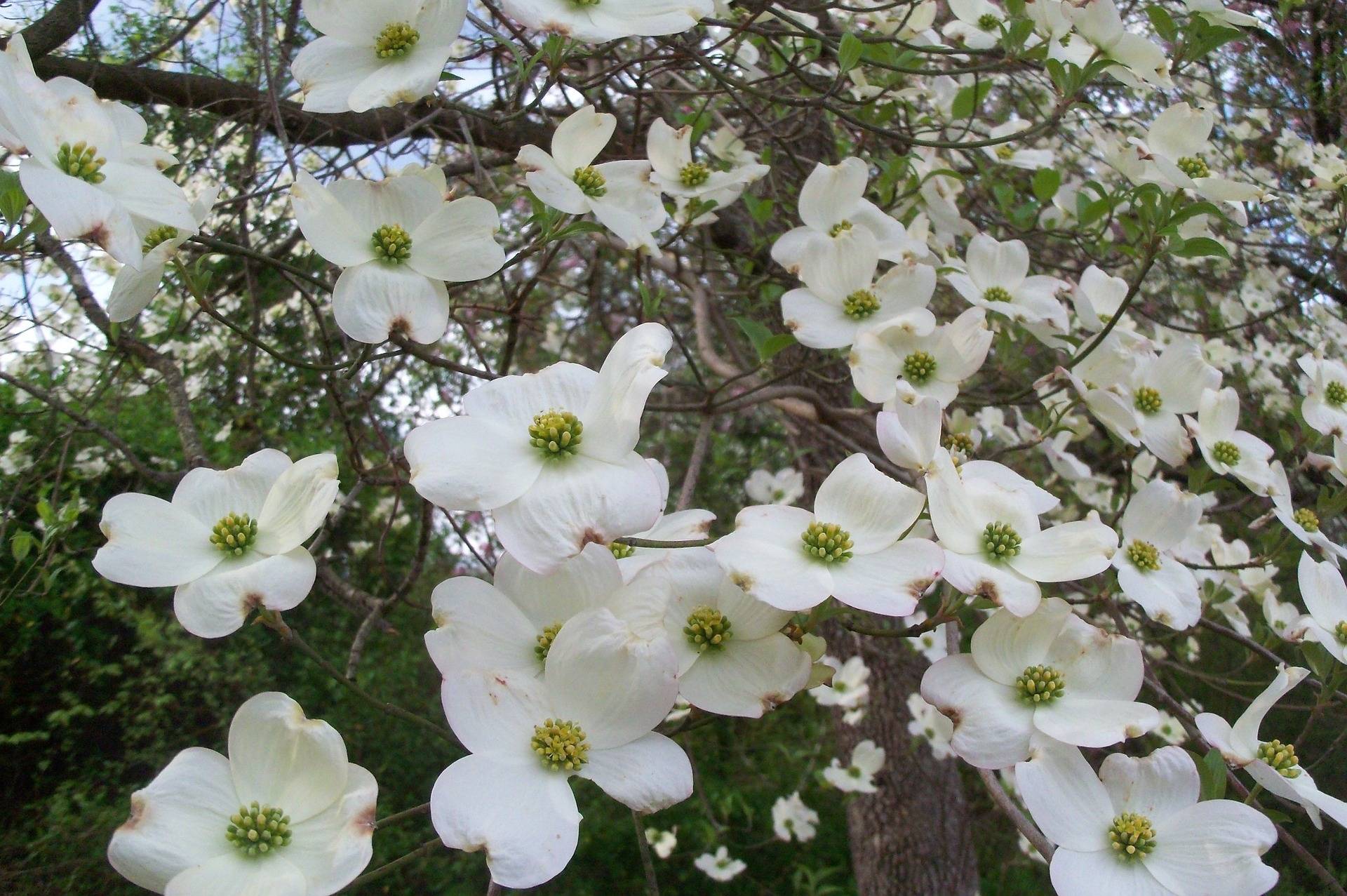 oostamerikaanse-kornoelje-boom-cornus-florida-bestellen-bezorgen