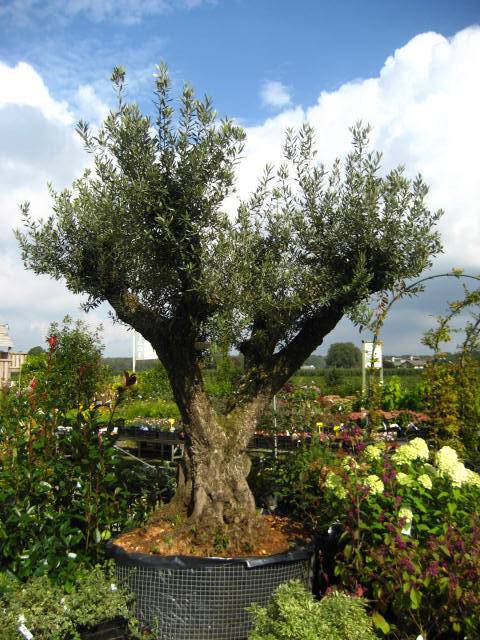oude-olijfboom-olea-europaea-bestellen-bezorgen