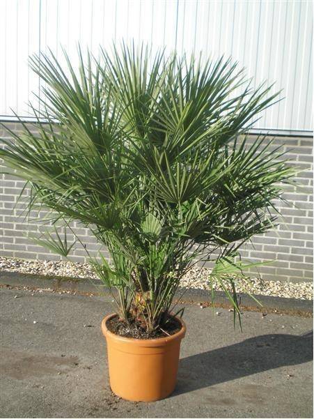 palmboom-chamaerops-humilis-bestellen-bezorgen