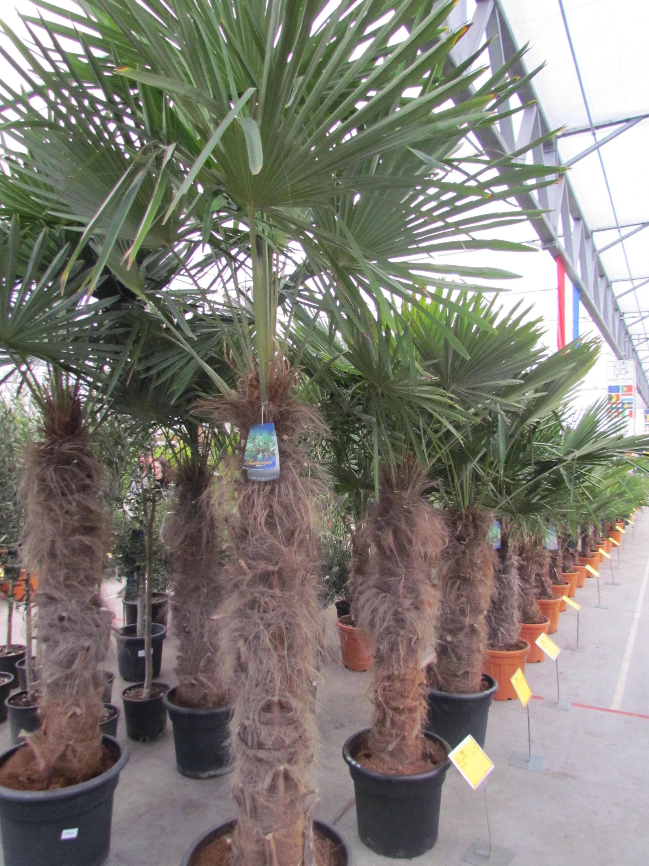palmboom-trachycarpus-fortunei-bestellen-bezorgen