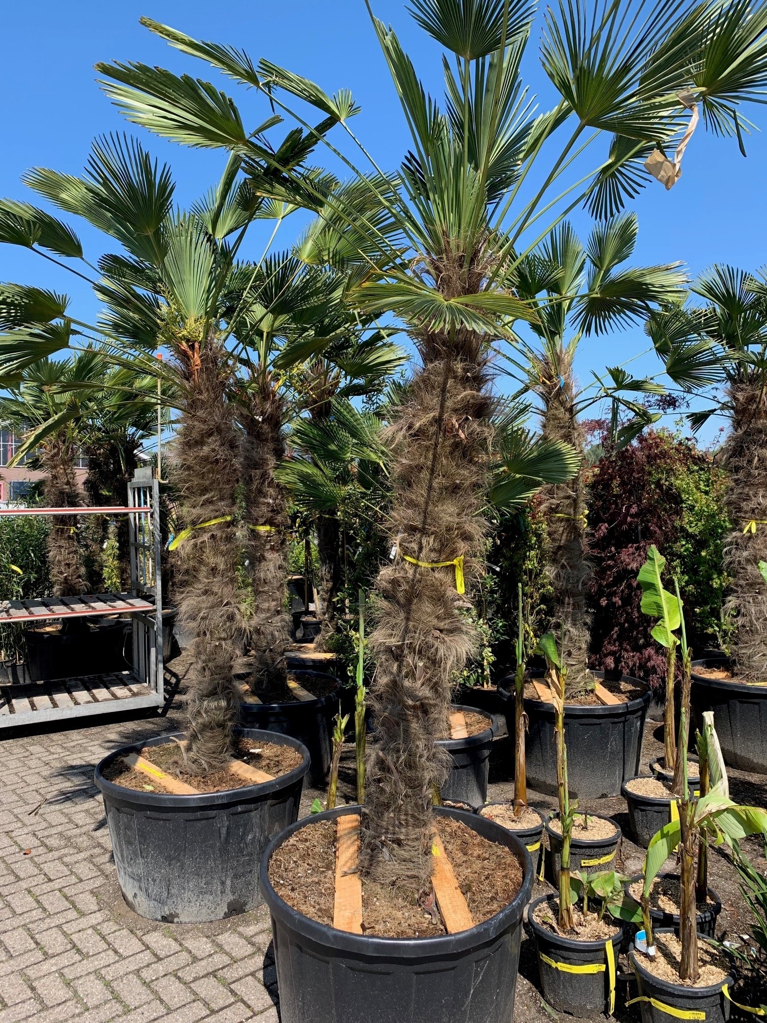 palmboom-trachycarpus-wagnerianus-bestellen-bezorgen