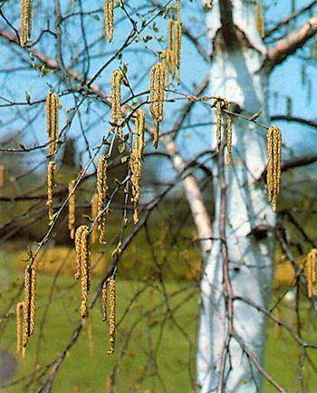 papierberk-betula-papyrifera-bestellen-bezorgen