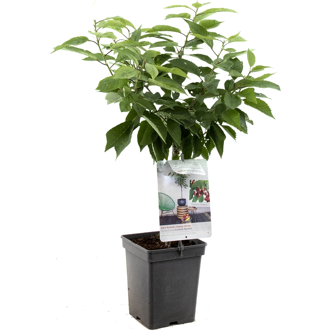 patio-kersenboom-prunus-avium-dubbele-meikers-bestellen-bezorgen