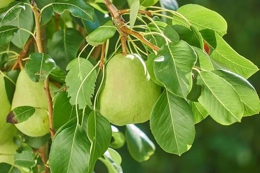 perenboom-pyrus-communis-beurre-alexandre-lucas-bestellen-bezorgen