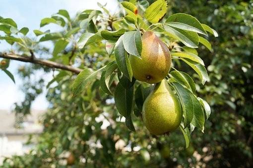 perenboom-pyrus-communis-beurre-hardy-bestellen-bezorgen